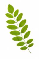 Robinier faux-acacia - feuille (Robinia pseudoacacia)
